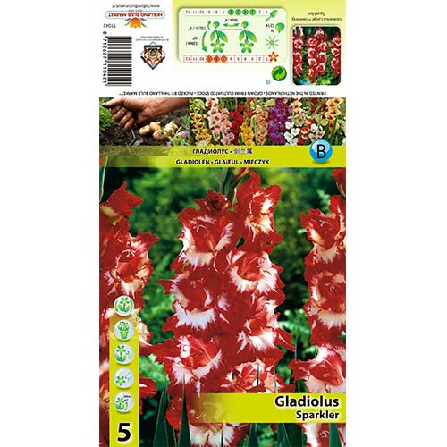 Kardelis (Gladiolus) Sparkler interface.art nuotrauka 1 Kardelis (Gladiolus) Sparkler interface.image 1 interface.art 70402