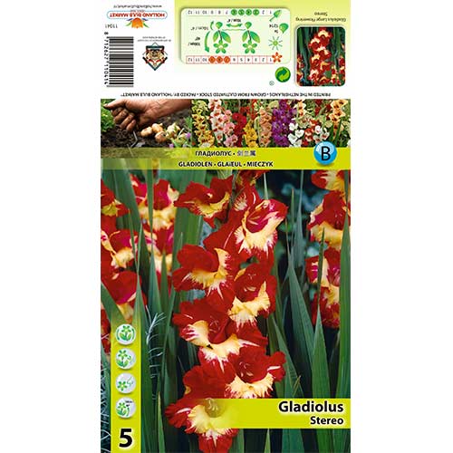 Kardelis (Gladiolus) Stereo interface.image 1 interface.art 70403
