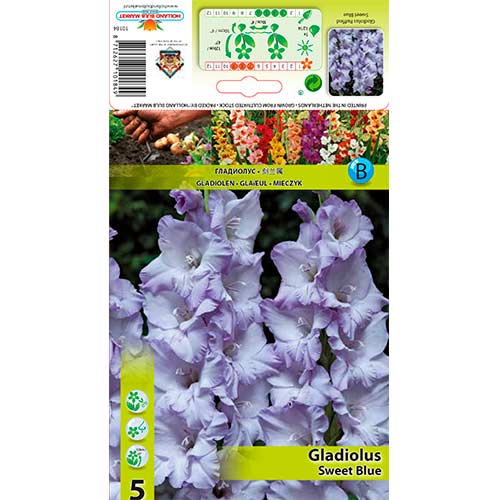 Kardelis (Gladiolus) Sweet Blue interface.image 1 interface.art 76254