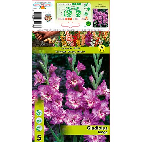 Kardelis (Gladiolus) Tango interface.image 1 interface.art 76256