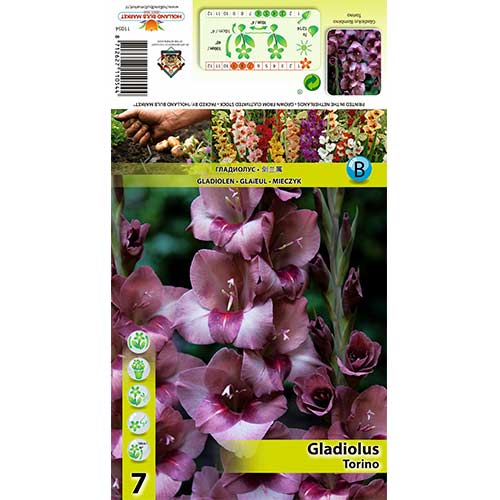 Kardelis (Gladiolus) Torino interface.image 1 interface.art 70404