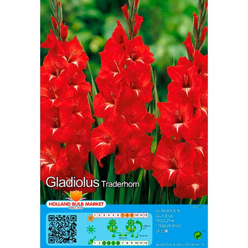 Kardelis (Gladiolus) Traderhorn interface.image 1 interface.art 70465