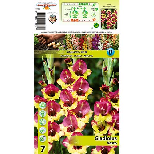 Kardelis (Gladiolus) Vasto interface.image 1 interface.art 70405