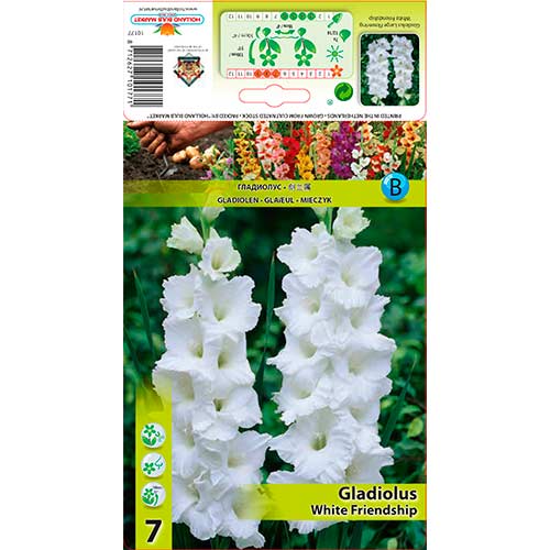 Kardelis (Gladiolus) White Friendship interface.art nuotrauka 1 Kardelis (Gladiolus) White Friendship interface.image 1 interface.art 76589
