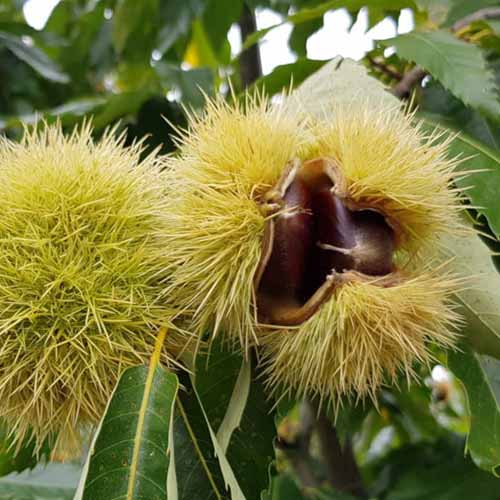 Kaštonas valgomas Melivoias, С2 interface.image 1 interface.art 4860