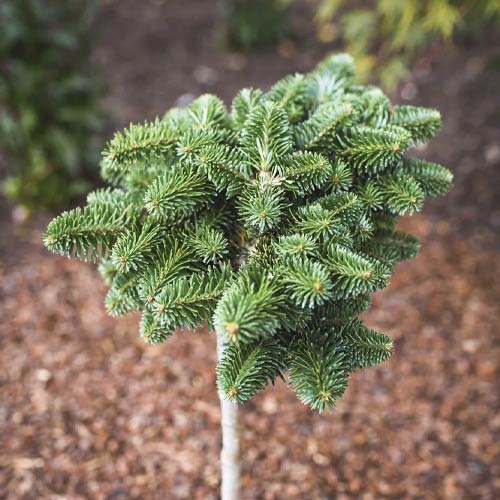 Kėnis korėjinis Forest Child, C4 interface.image 1 interface.art 8240