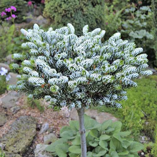 Kėnis korėjinis Kohout's Icebreaker ®, C4 interface.image 1 interface.art 8241