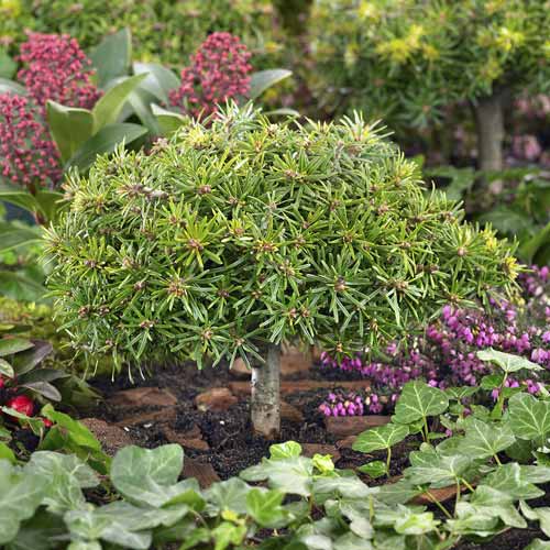 Kėnis korėjinis Kristall Kugel, C4 interface.image 1 interface.art 8242