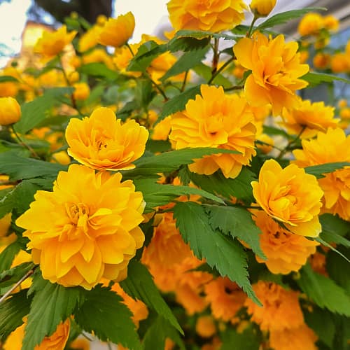 Kerria japonica Pleniflora, С2 interface.art nuotrauka 1 Kerria japonica Pleniflora, С2 interface.image 1 interface.art 7785