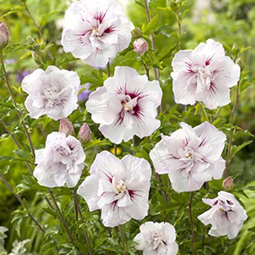 Kinrožė (Hibiscus) China Chiffon interface.image 1 interface.art 77811