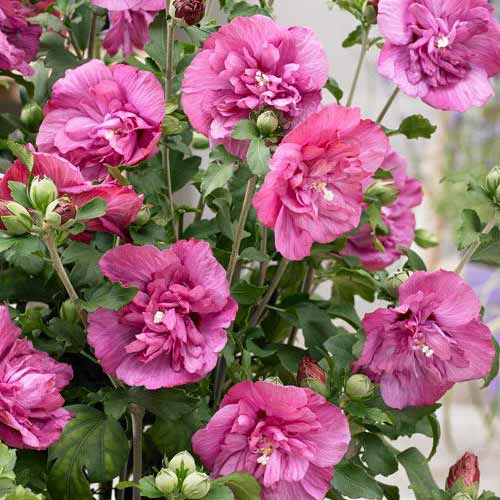 Kinrožė (Hibiscus) Magenta Chiffon interface.image 1 interface.art 76643