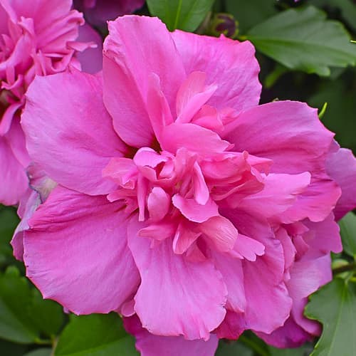 Kinrožė Hibiscus Sanchoyo, С2 interface.art nuotrauka 1 Kinrožė Hibiscus Sanchoyo, С2 interface.image 1 interface.art 9668