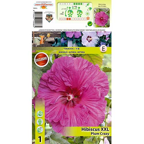 Kinrožė (Hibiscus) XXL Plum Crazy interface.art nuotrauka 1 Kinrožė (Hibiscus) XXL Plum Crazy interface.image 1 interface.art 70417