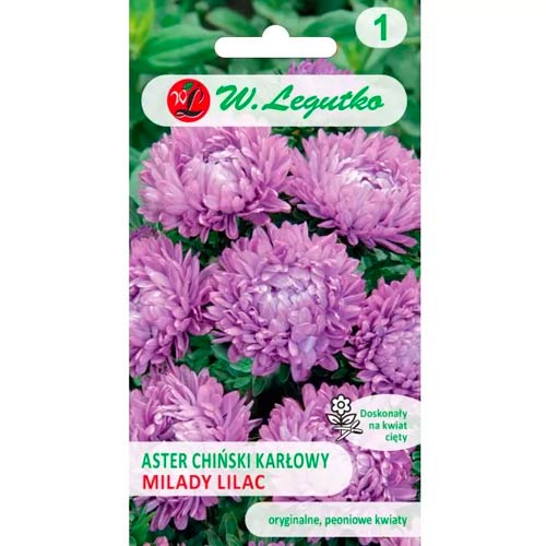 Kinų adatinė astra Milady Lilac Legutko interface.art nuotrauka 1 Kinų adatinė astra Milady Lilac Legutko interface.image 1 interface.art 86809