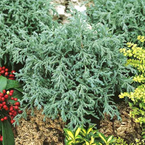 Kiparisas Baby Blue , C2 interface.image 1 interface.art 7733