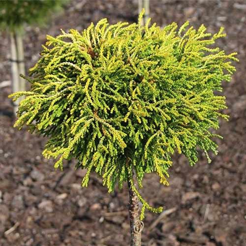 Kiparisas Gitte, C4 interface.image 1 interface.art 8244