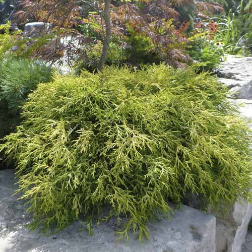 Kiparisas Sungold, C2 interface.image 1 interface.art 7761