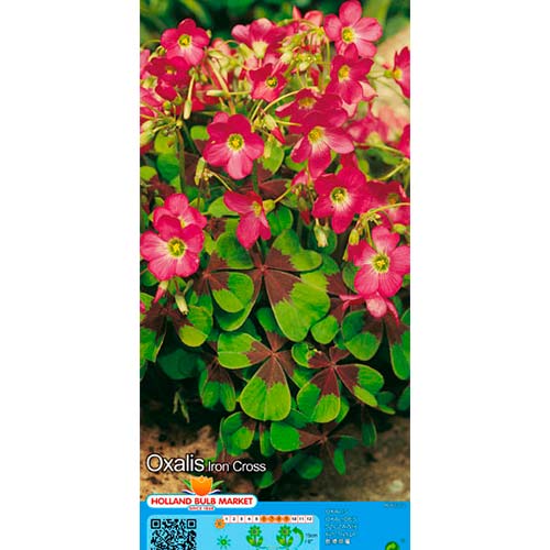 Kiškiakopūstis (Oxalis) Deppei Iron Cross interface.image 1 interface.art 76481