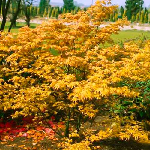 Klevas japoninis Orange Dream interface.image 1 interface.art 5584