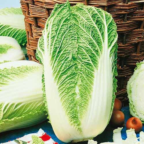 Kopūstas pekinas Granaat Kiepenkerl interface.image 1 interface.art 96607