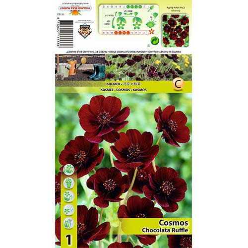 Kosmėja (Cosmos) Chocolate Ruffle interface.image 1 interface.art 70368