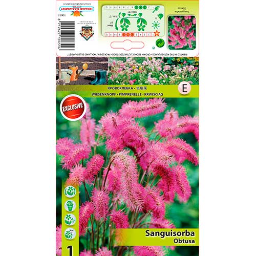 Kraujalakė (Sanguisorba Obtusa) interface.image 1 interface.art 76362