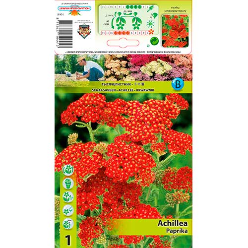 Kraujažolė (Achillea Mill.) Paprika interface.art nuotrauka 1 Kraujažolė (Achillea Mill.) Paprika interface.image 1 interface.art 76154