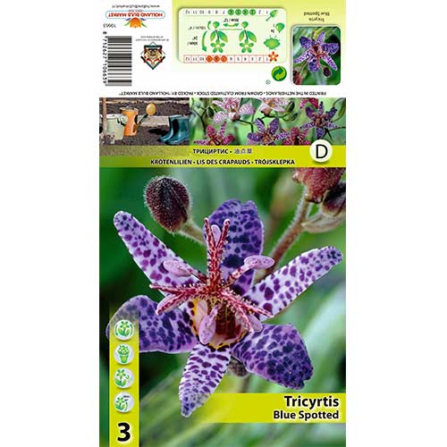 Kreivuonis (Tricyrtis) Blue Spotted interface.image 1 interface.art 70452