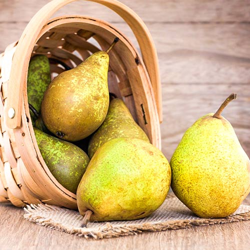 Kriaušė Abate Fetel interface.image 1 interface.art 4306