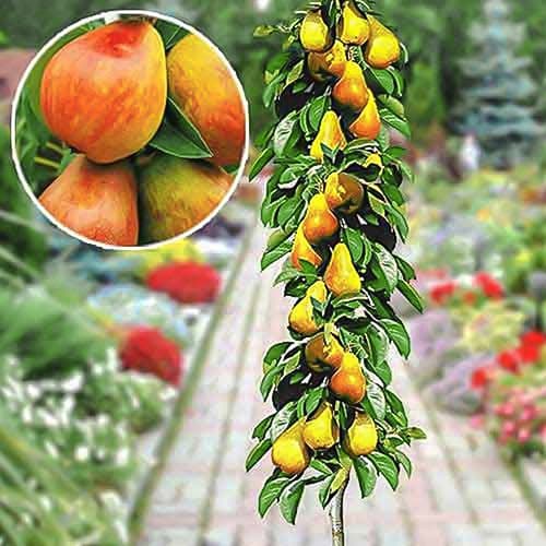 Kriaušė koloniniai anksti interface.art nuotrauka 1 Kriaušė koloniniai anksti interface.image 1 interface.art 1904