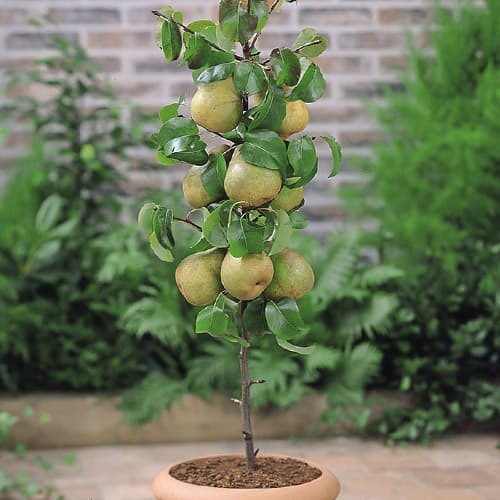 Kriaušė koloniniai Condo interface.image 1 interface.art 1969