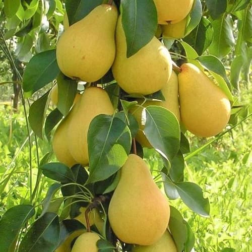 Kriaušė koloniniai Decora, С2 interface.image 1 interface.art 1905