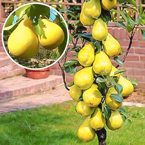 Kriaušė koloniniai Saphira, С2 interface.art nuotrauka 1 Kriaušė koloniniai Saphira, С2 interface.image 1 interface.art 1941