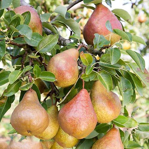 Kriaušė Krystalia interface.image 1 interface.art 7951