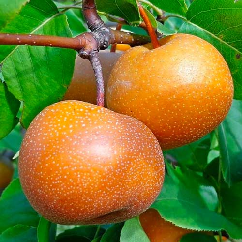 Kriaušė Nashi interface.image 1 interface.art 1625