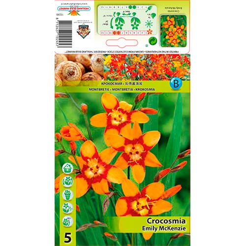 Krokosmija (Crocosmia) Emily McKenzie interface.art nuotrauka 1 Krokosmija (Crocosmia) Emily McKenzie interface.image 1 interface.art 76203