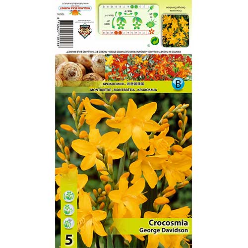 Krokosmija (Crocosmia) George Davidson interface.art nuotrauka 1 Krokosmija (Crocosmia) George Davidson interface.image 1 interface.art 70369