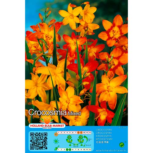 Krokosmija (Crocosmia) Mixed interface.image 1 interface.art 76404