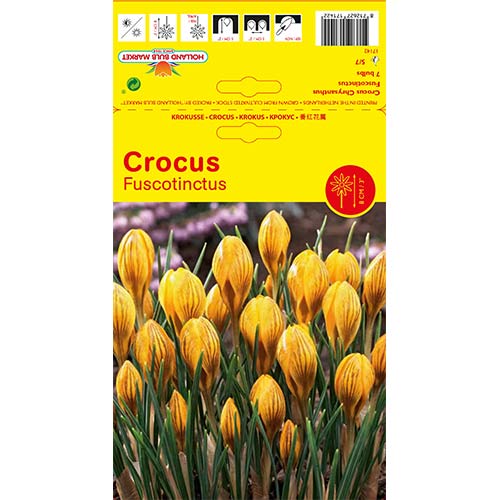 Krokai Fuscontinctus interface.image 1 interface.art 67539