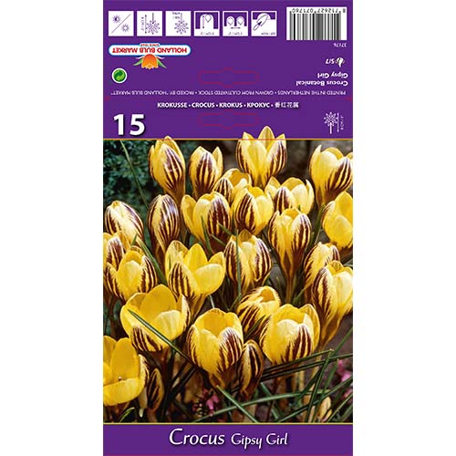 Krokai Gipsy Girl interface.art nuotrauka 1 Krokai Gipsy Girl interface.image 1 interface.art 67617