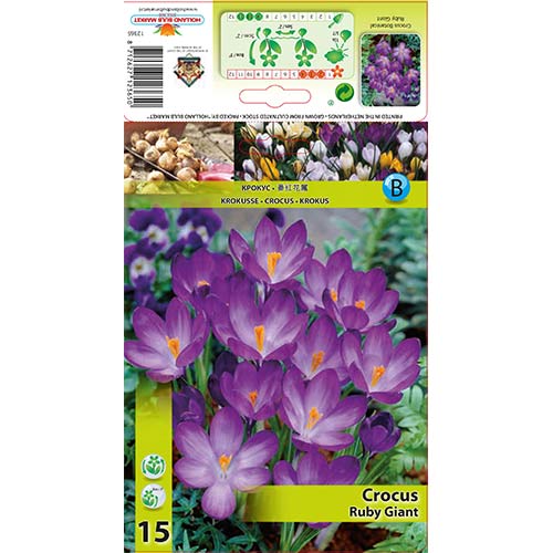 Krokai Ruby Giant interface.image 1 interface.art 67338