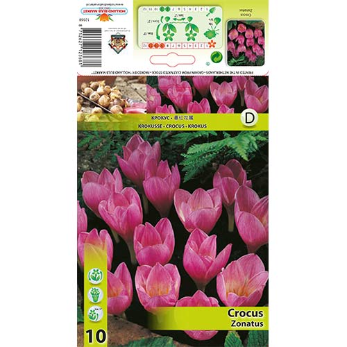 Krokai Zonatus interface.image 1 interface.art 67345