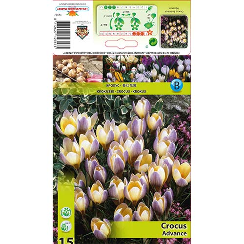 Krokusai botaniniai Advance interface.art nuotrauka 1 Krokusai botaniniai Advance interface.image 1 interface.art 68060