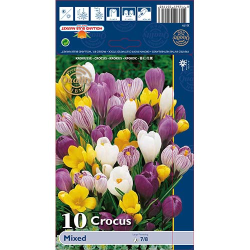 Krokai Stambiažiedis, mišinys interface.image 1 interface.art 68015