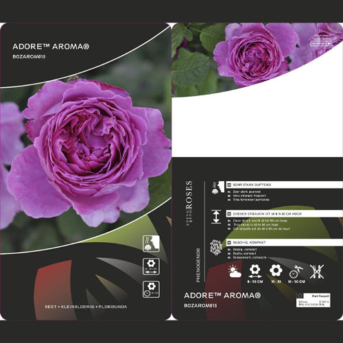 Floribunda rožė Adore Aroma®, С3 interface.image 3 interface.art 2065