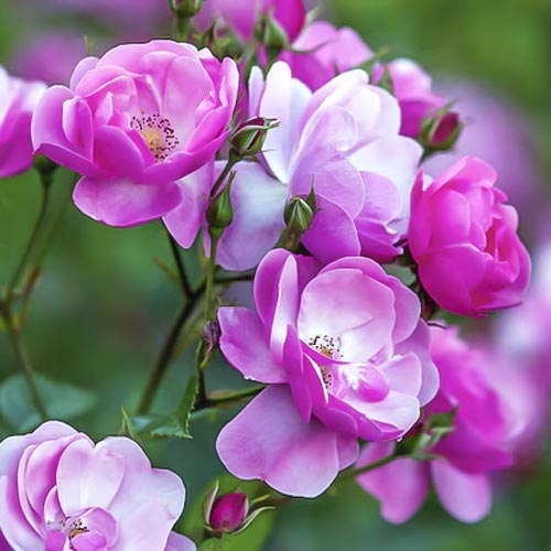 Krūminė rožė Angelica interface.image 1 interface.art 6203