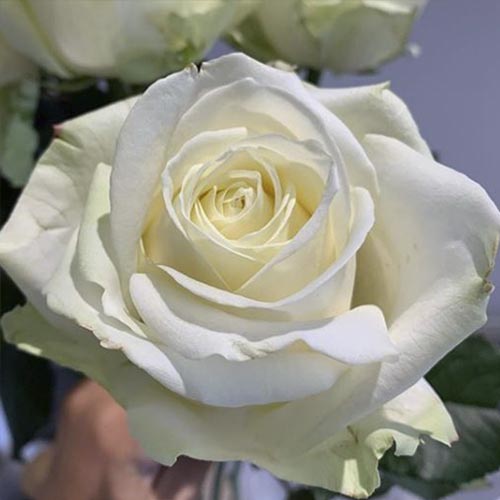 Krūminė rožė Avalanche interface.image 1 interface.art 6205