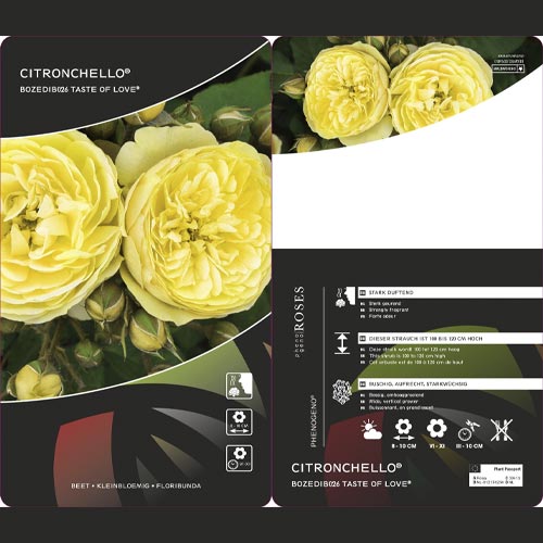 Floribunda rožė Citronchello™, С3 interface.image 2 interface.art 5821