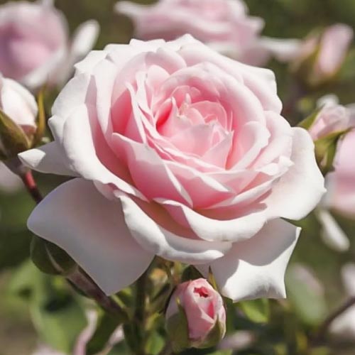 Krūminė rožė Diadem interface.image 1 interface.art 6207