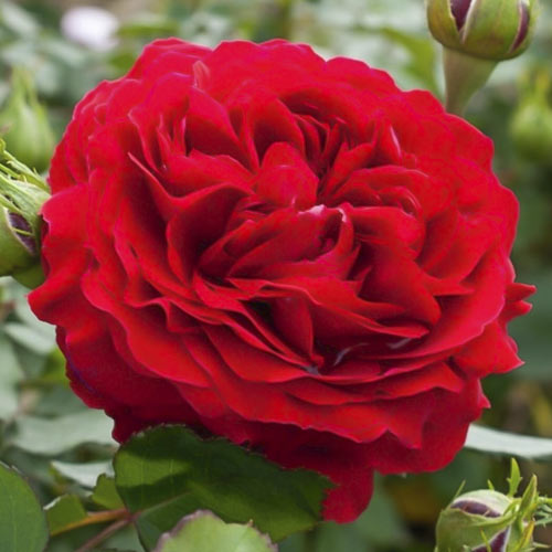 Krūminė rožė Kronborg interface.image 1 interface.art 6213